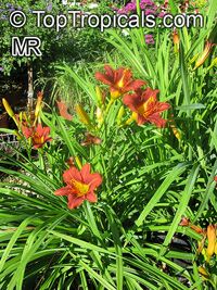 Hemerocallis sp., Daylily