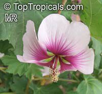Lavatera maritima