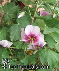Lavatera maritima