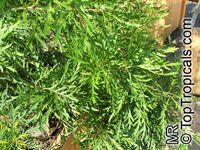 Lomatia tinctoria , Guitar Plant