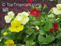 Mimulus x hybridus, Monkey Flower