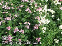 Nemesia fruticans, Nemesia caerulea