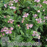 Nemesia fruticans, Nemesia caerulea
