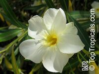 Nerium oleander