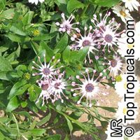 Osteospermum fruticosum, Dimorphotheca fruticosa, Trailing African Daisy, Freeway Daisy, Blue Eyed Daisy