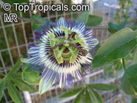 Passiflora sp., Passion Flower Passiflora sp., Passion Flower