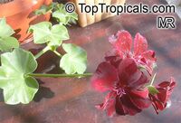 Pelargonium sp., Pelargonia, Geranium Pelargonium sp., Pelargonia, Geranium