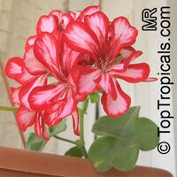 Pelargonium sp., Pelargonia, Geranium