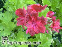 Pelargonium sp., Pelargonia, Geranium
