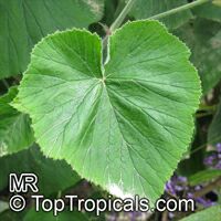 Pelargonium sp., Pelargonia, Geranium