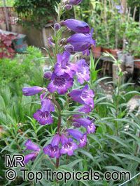 Penstemon sp., Beard-tongue