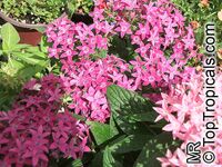 Pentas lanceolata, Pentas, Star Flower, Star Cluster