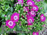 Pericallis x hybrida, Senecio cruentus, Senecio x hybrida, Florist