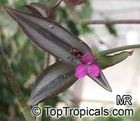 Zebrina pendula, Tradescantia zebrina Zebrina pendula, Tradescantia zebrina