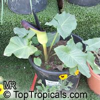 Arum palaestinum, Arum sanctum, Calla sancta, Black Calla Lily