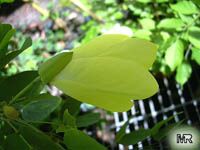 Bauhinia tomentosa, Yellow Orchid Tree, Yellow Bell Bauhinia, St. Thomas Tree