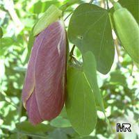 Bauhinia tomentosa, Yellow Orchid Tree, Yellow Bell Bauhinia, St. Thomas Tree