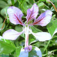 Bauhinia corymbosa ( phanera ), Vining bauhinia, Climbing Bauhinia, Camel