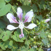Bauhinia corymbosa ( phanera ), Vining bauhinia, Climbing Bauhinia, Camel