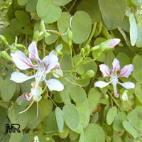 Bauhinia corymbosa ( phanera ), Vining bauhinia, Climbing Bauhinia, Camel