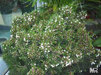 Chamelaucium uncinatum, Darwinia uncinata, Geraldton Waxflower