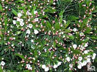 Chamelaucium uncinatum, Darwinia uncinata, Geraldton Waxflower