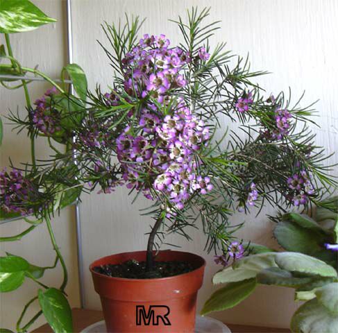 Waxflower Flowers on Chamelaucium Uncinatum  Darwinia Uncinata  Geraldton Waxflower