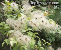 Clematis sp., Clematis, Old Man Clematis sp., Clematis, Old Man