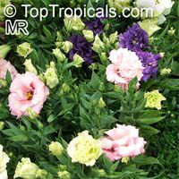 Eustoma grandiflorum, Lisianthus russelianus, Texas Bluebell, Lisianthus, Tulip Gentian