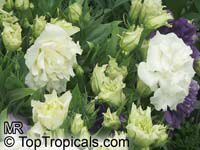 Eustoma grandiflorum, Lisianthus russelianus, Texas Bluebell, Lisianthus, Tulip Gentian