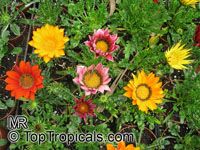Gazania sp., Gazania