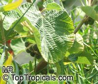 Grewia villosa, Mallow Raisin