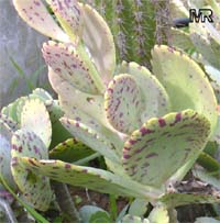 Kalanchoe marmorata, Kalanchoe grandiflora