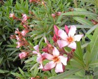 Nerium oleander, Oleander Nerium oleander, Oleander