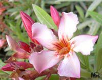 Nerium oleander, Oleander Nerium oleander, Oleander