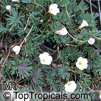 Oxalis sp., Shamrock, Wood Sorrel