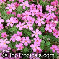 Oxalis sp., Shamrock, Wood Sorrel