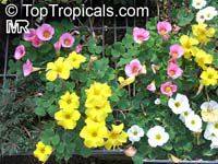 Oxalis sp., Shamrock, Wood Sorrel