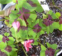 Oxalis sp., Shamrock, Wood Sorrel
