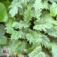 Philodendron xanadu, Philodendron Philodendron xanadu, Philodendron