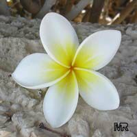 Plumeria rubra Yellow, Plumeria acutifolia, Frangipani, Temple tree, Calachuchi