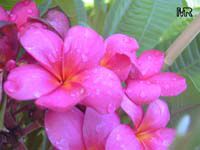 Plumeria sp., Plumeria Plumeria sp., Plumeria
