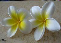 Plumeria rubra Yellow, Plumeria acutifolia, Frangipani, Temple tree, Calachuchi