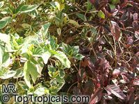 Pseuderanthemum atropurpureum, Purple False Eranthemum