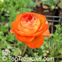 Ranunculus asiaticus Ranunculus asiaticus