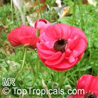 Ranunculus asiaticus Ranunculus asiaticus