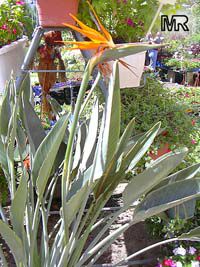 Strelitzia reginae, Strelitzia Juncea, Bird of paradise, Crane Flower, Stelitzia