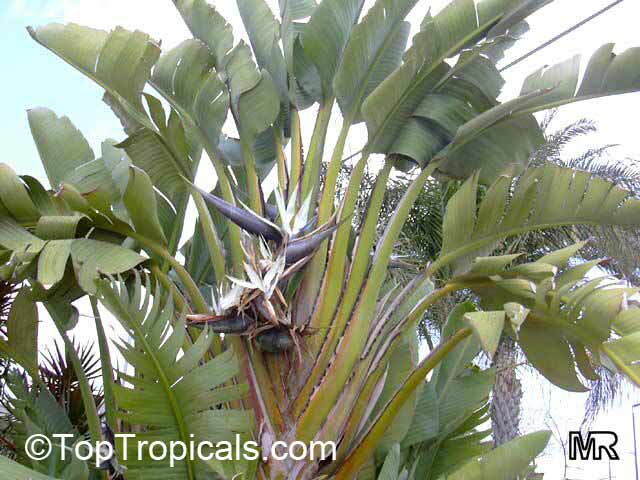 Ravenala madagascariensis - Wikispecies