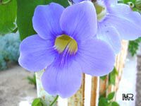 Thunbergia laurifolia, Blue Trumpet Vine, Blue Sky vine, Laurel-leaved thunbergia
