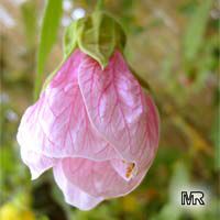Abutilon x hybridum, Flowering Maple, Weeping Maple,Chinese Lantern Abutilon x hybridum, Flowering Maple, Weeping Maple,Chinese Lantern